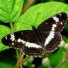 White Admiral Paint By Numbers