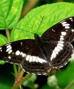 White Admiral Paint By Numbers