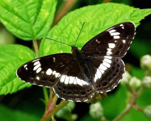 White Admiral Paint By Numbers