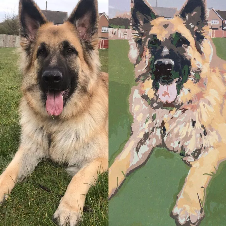 Custom Paint By Numbers Pets Review 3